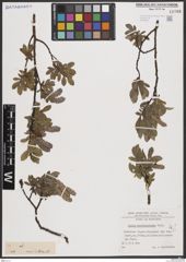 Foto von Salix breviserrata Flod.